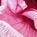 Pink Hibiscus, Barbara Rosenzweig, Fine Art Print, Etsy, Fuscia Floral Reproduction of Original Watercolor Painting