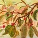 Autumn Dogwood Tree, Barbara Rosenzweig, Art Print, Etsy, Watercolor Painting, Reproduction, Nature Lovers Artwork for Sale