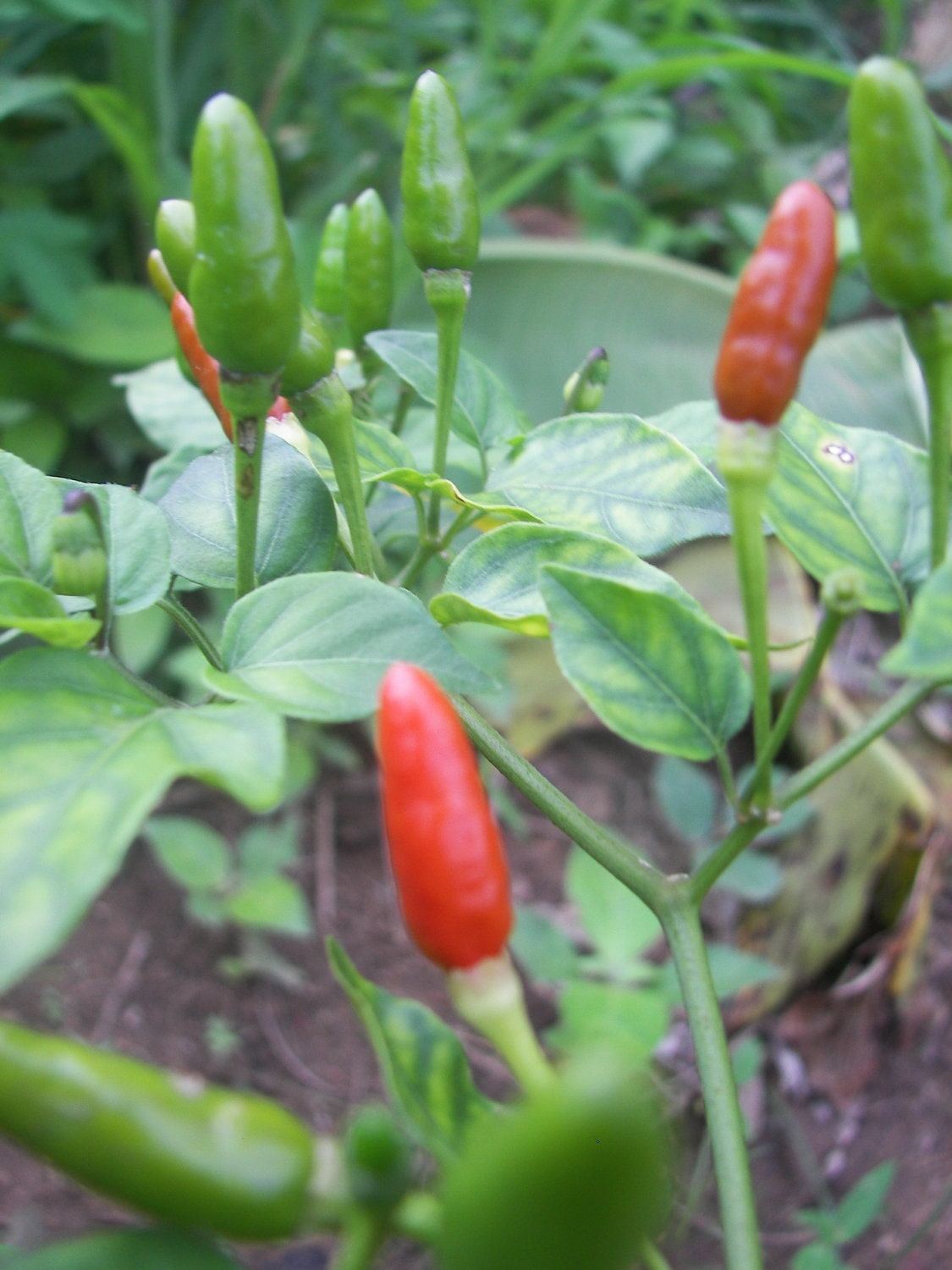 Thai chilli seeds,C. furtescens, heirloom seeds from our organic garden
