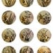 Hummingbirds Vintage Ephemera Botanical Digital Collage Sheet 1 inch Rounds JPEG (12-79)
