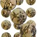 Hummingbirds Vintage Ephemera Botanical Digital Collage Sheet 1 inch Rounds JPEG (12-79)