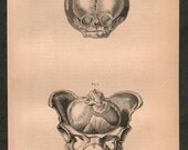 1859 Antique Human Fetal Skull Print