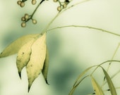 Soft Autumn Amber - 8 x 12 fine art photographic print. Leaves changing with the season. Bowing to old man winter in the glorious hues that only fall can bring - VivienneWard Soft Autumn Amber - 8 x 12 fine art photographic print. Leaves changing with the season. Bowing to old man winter in the glorious hues that only fall can bring - VivienneWard