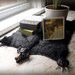Miniature Black Bear Skin Rug
