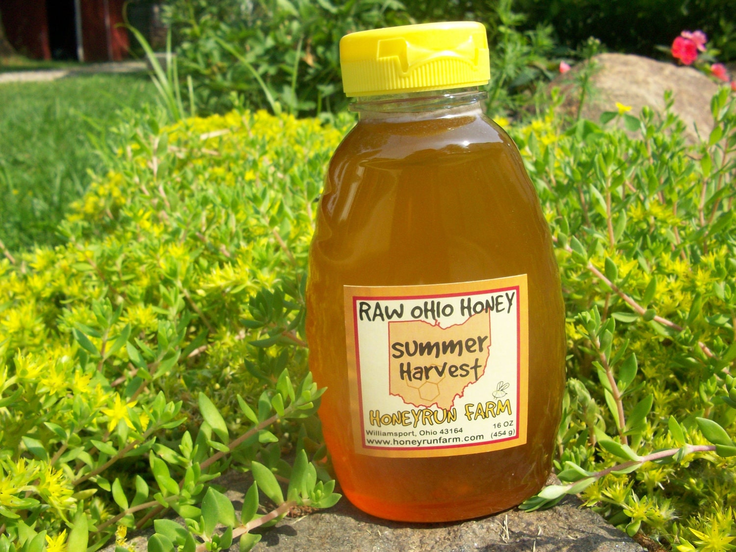 Pure Raw Summer Honey - 16 ounce jar