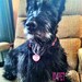 Dog Tag Pet Tag Custom Name Tag Hello My Name Is Heart Shape by ID4Pet