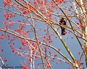 Nature Photography Black Crow in Pink Blossoms Notecards - set of four - blank inside