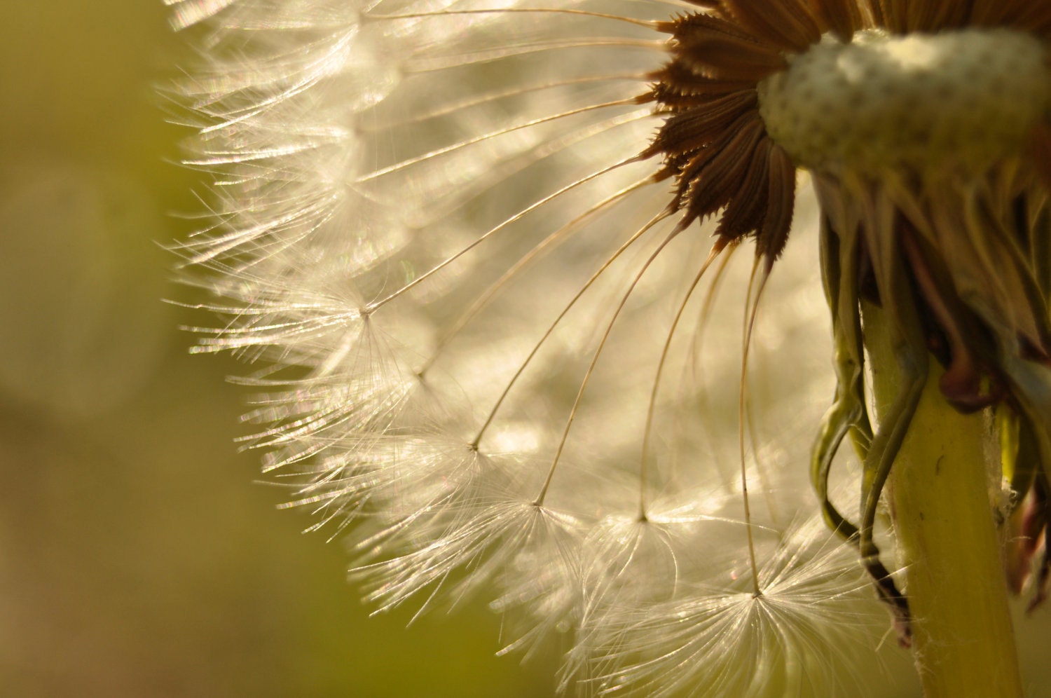 8x12 Isn't Life Dandy - Macro Dandelion - Seattle Nature Photography - Fine Art Photography Print