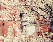 Pear tree blossoms - 8x8 - Spring in bloom in the city fine art photograph