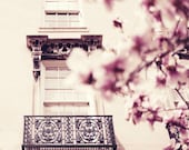 Flowers in bloom outside my window - 8x8 - Magnolia tree in Paris fine art photograph