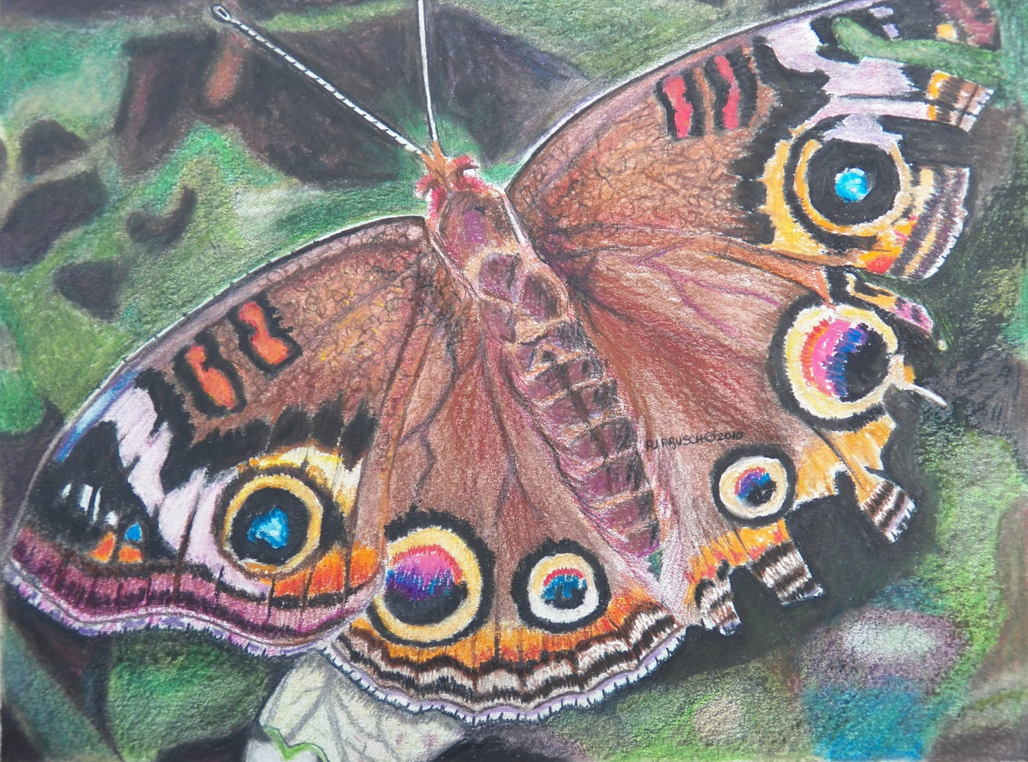butterfly colored pencil