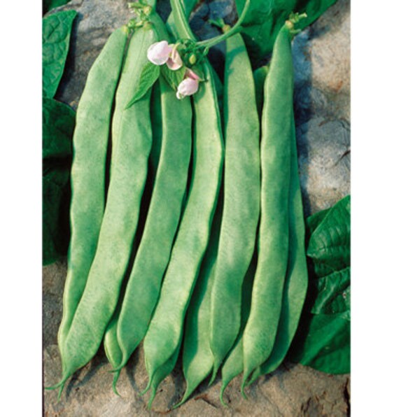 Snap Bean Italian Flat 'Green Jumbo' Seed ORGANIC by JBFFarms