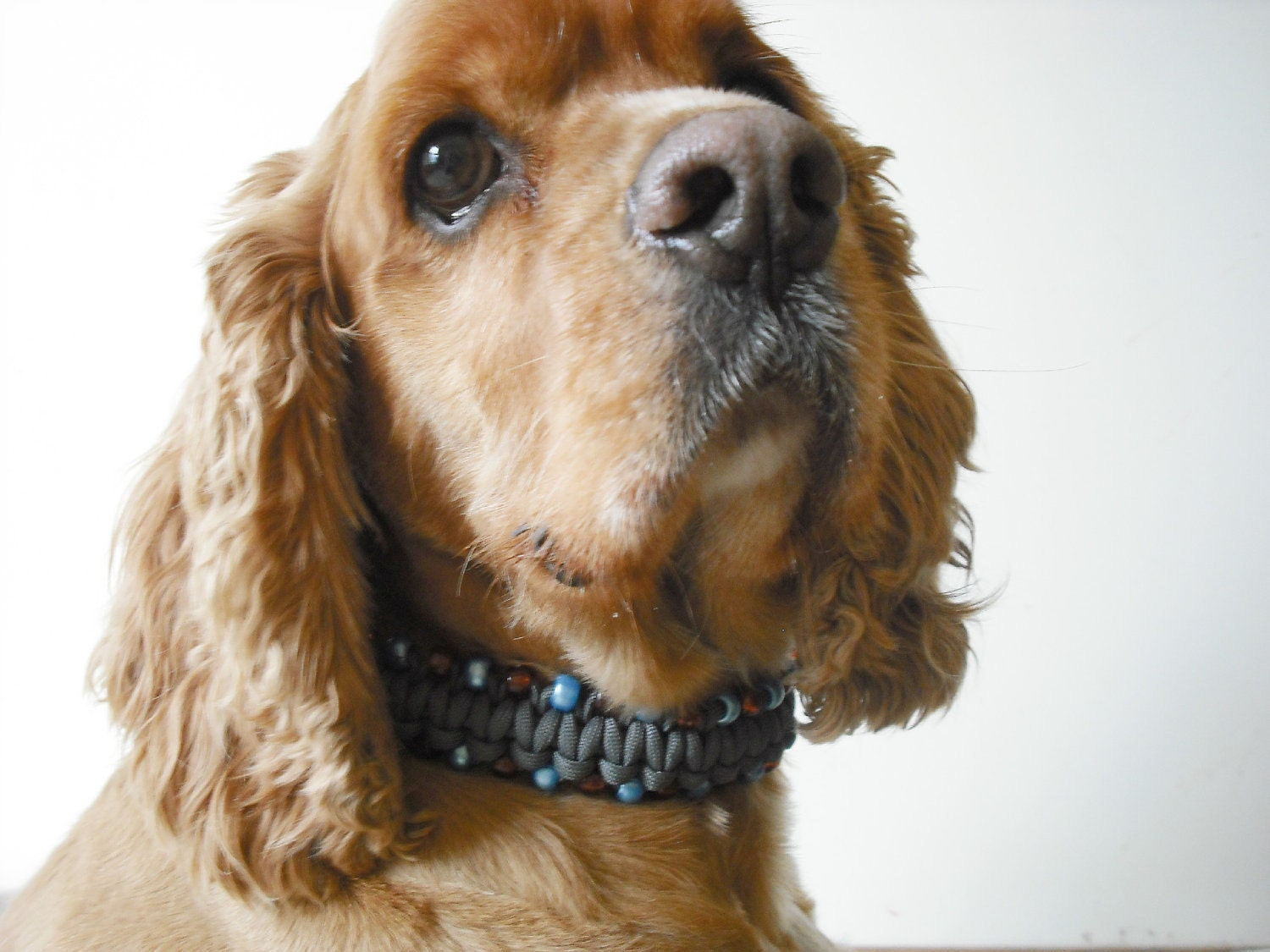 Beaded Dog Collar