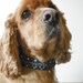 Beaded Dog Collar