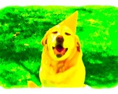 Dog Photography Birthday Yellow Labrador in Party Hat Waits for Cake Pet Art Greeting Card Print