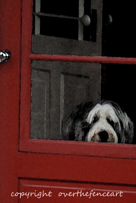 Dog Photography Bearded Collie Dog Waits for Your Return