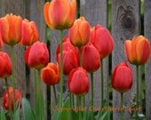 Flower Photography Greeting Card Pink Yellow Red Tulips Against Barn Wood Fence Wall Art Photo Print