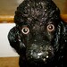 SALE Black Poodle Needs a Home