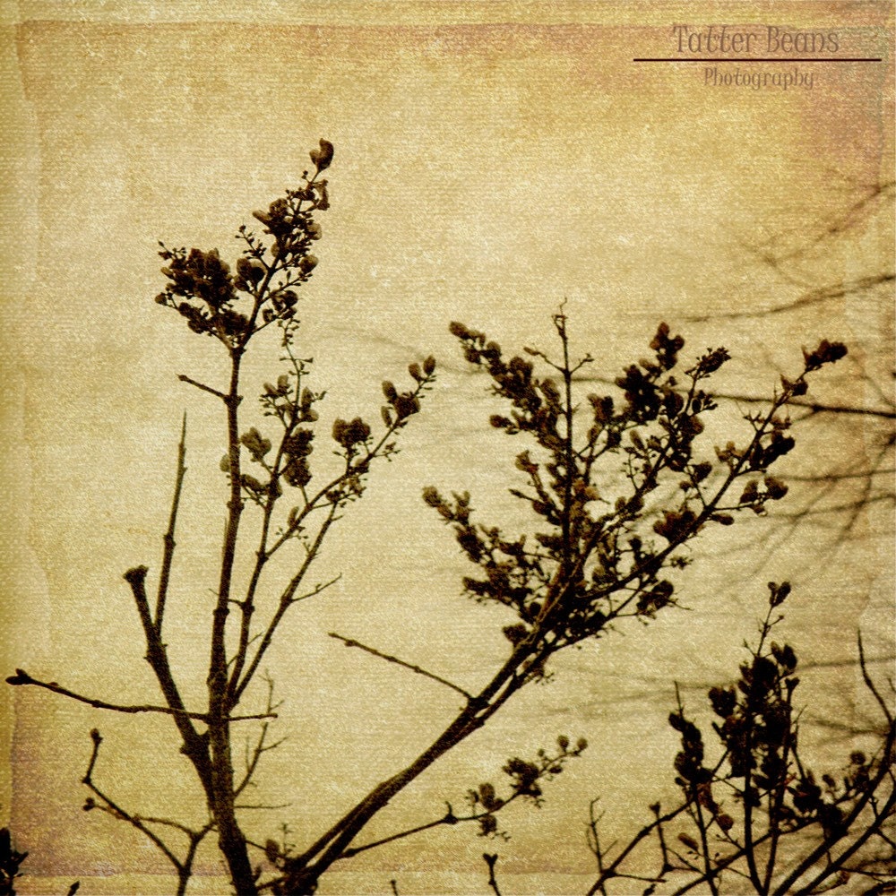 Fine Art Photography:  The Yearning  in Sepia 8x10 Metallic Finish Print