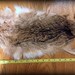 Rabbit Pelt - Natural coloring No.2 - from Navajo Nation