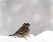 White-Throated Sparrow in Snow 8x8 Fine Art Photograph