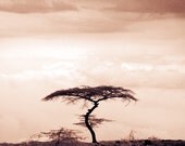 Night Falls 8X10 Fine Art Photograph- Dreamy African Landscape