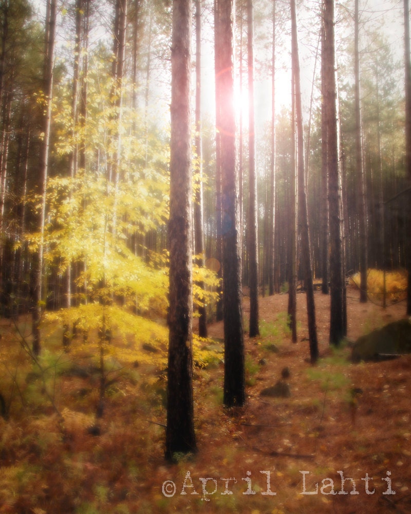 Light in the Forest 8X10 Inch Fine Art Photograph
