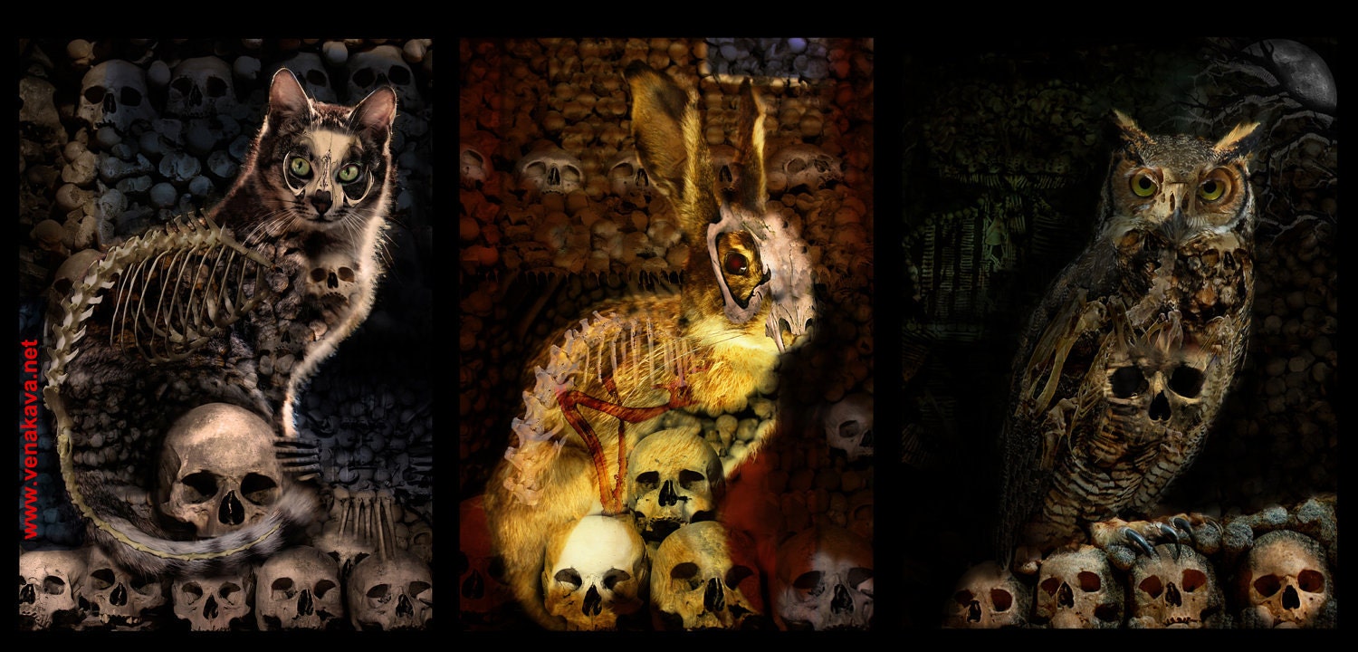 3 PRINTS Skull Gothic Print Steampunk Skelanimal cat kitten feline Bunny Rabbit bird owl Fine Art Canvas Print 13x19  horror Vena Kava