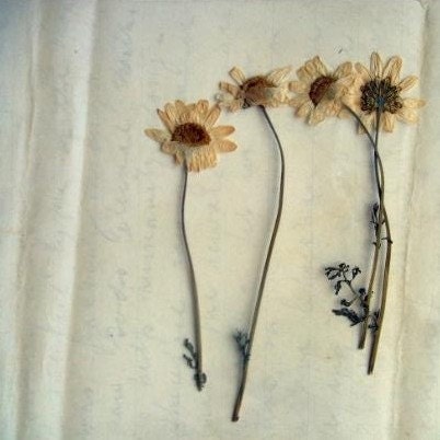 Old Daisy - Fine Art Photography Print 6x6 - Bogo Sale