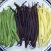 Royal Burgundy Purple Bean