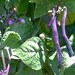 Royal Burgundy Purple Bean