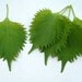 Japanese Shiso Perilla