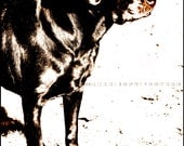 Fine Art Photography Print - Silky Charlie - 4" x 6" Wall Art Home Decor