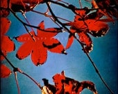 Fine Art Photography Print - Red Leaves - 4" x 6" Wall Art Home Decor