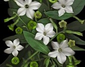 fine art photoscan august flowering tobacco black background green sage white