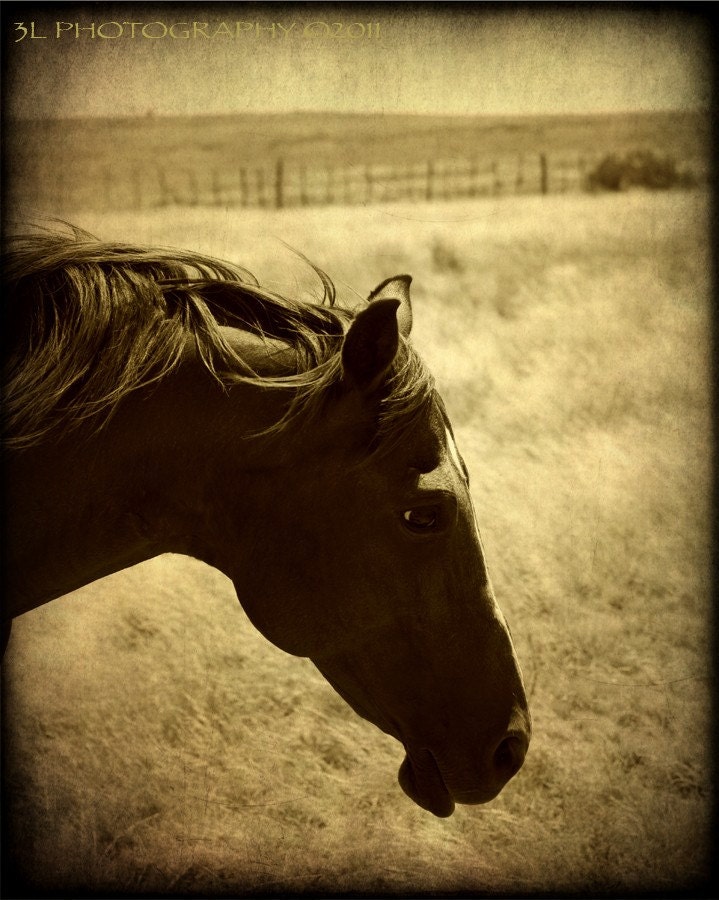 Horse PhotographyTexas Rustic Western Art by 3LPhotography on Etsy