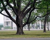 Glimpse of Waco 8x10 Print