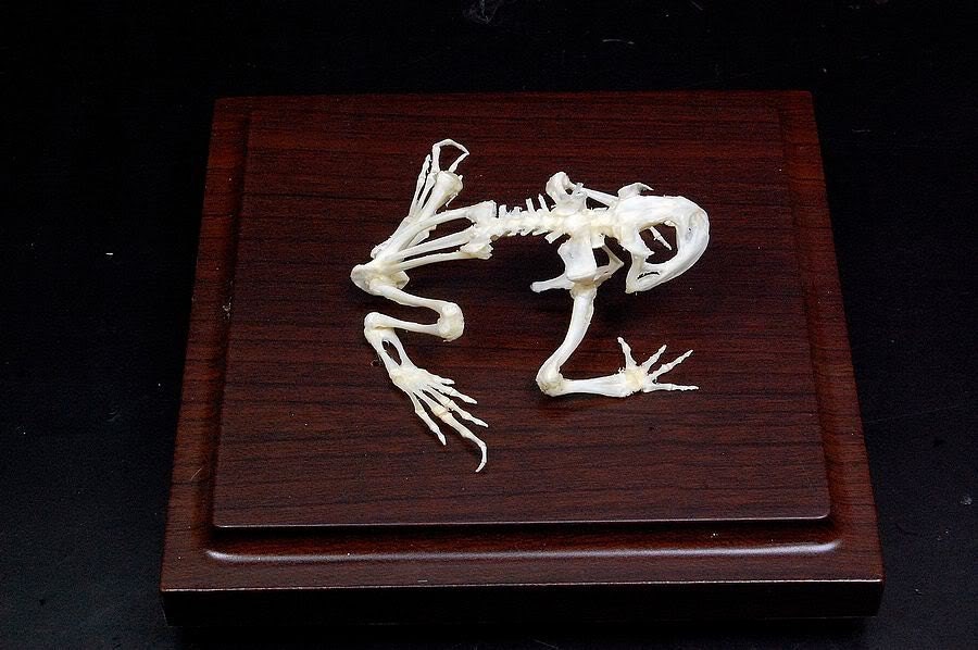 Real toad skeletons with case and base