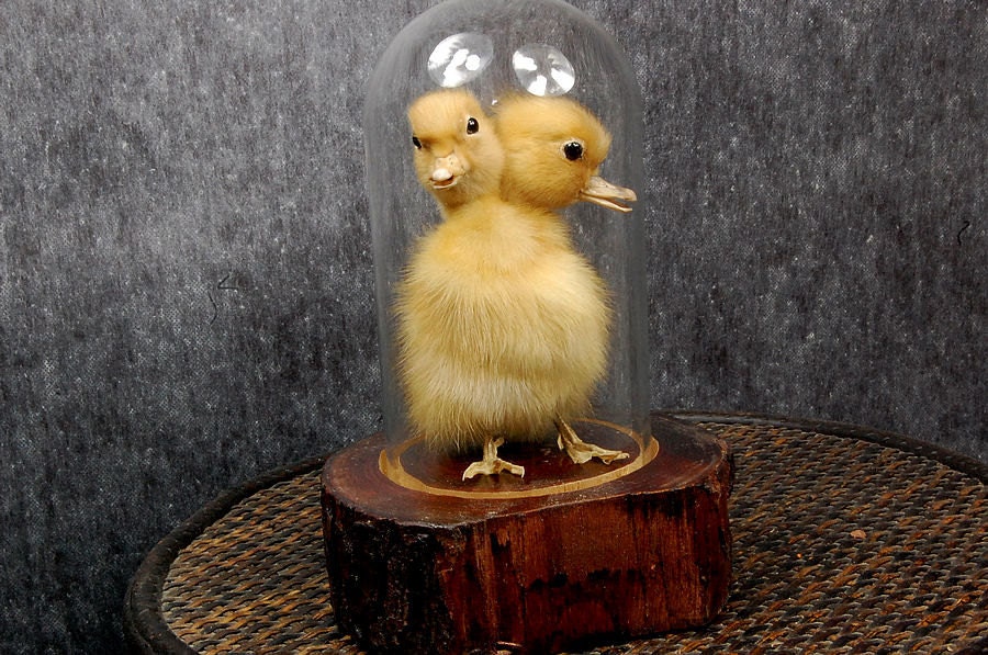 taxidermy of two head freak duckling made by 2 ducklings mounted with case