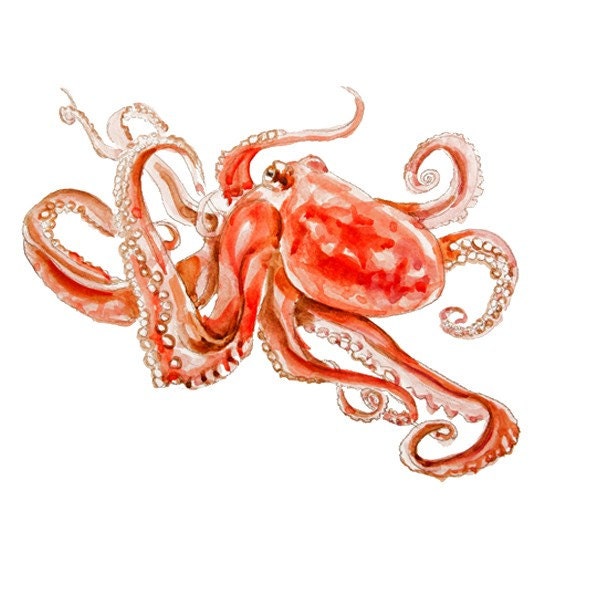 Octopus Original Watercolor painting fine art artwork wall home decor ocean sea animal illustration 13x19