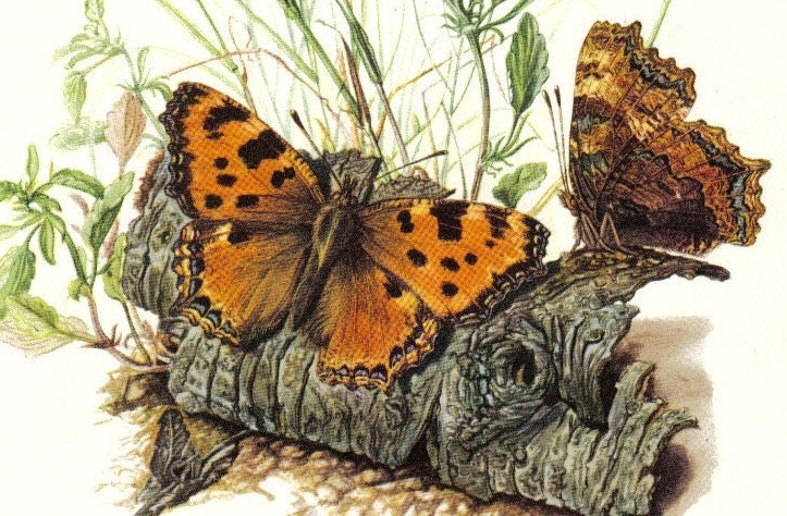 1956 Beautiful Butterflies Blackleg Tortoiseshell or Large Tortoiseshell, Southern Comma, Vintage Offset Lithograph to Frame