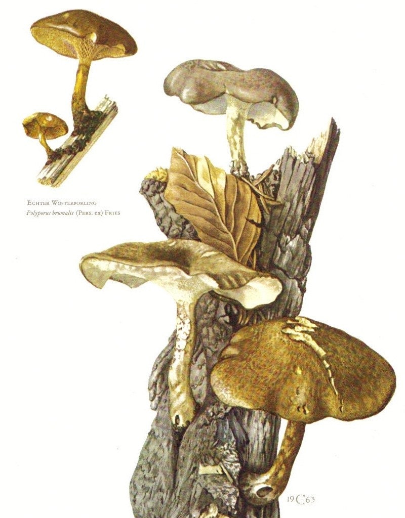 1963 Winter Polypore, Polyporus Brumalis, Polyporaceae Vintage Offset Lithograph to Frame