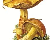 1962 Velvet Bolete or Variegated Bolete, Suillus Variegatus Vintage Offset Lithograph to Frame