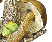 1963 Birch Bolete, Leccinum Scabrum Vintage Offset Lithograph to Frame