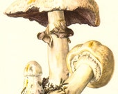 1962 Abruptly-bulbous Agaricus Vintage Offset Mushroom Lithograph to Frame - CabinetOfTreasures