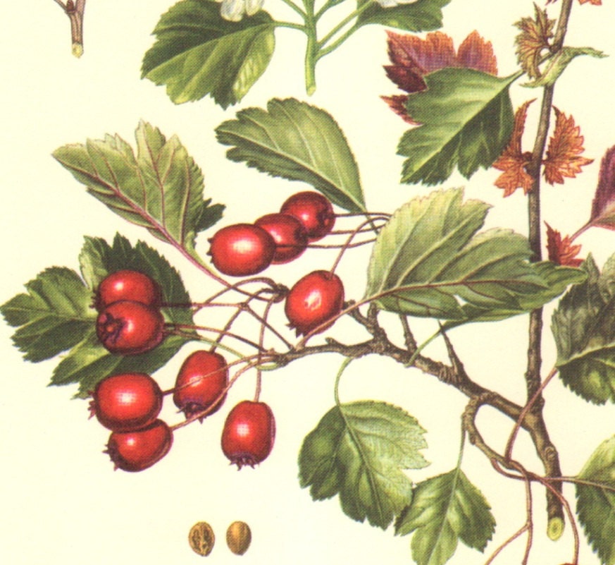 1958 Leaves, Flowers and Fruits of the English Hawthorn Vintage Offset Lithograph to Frame