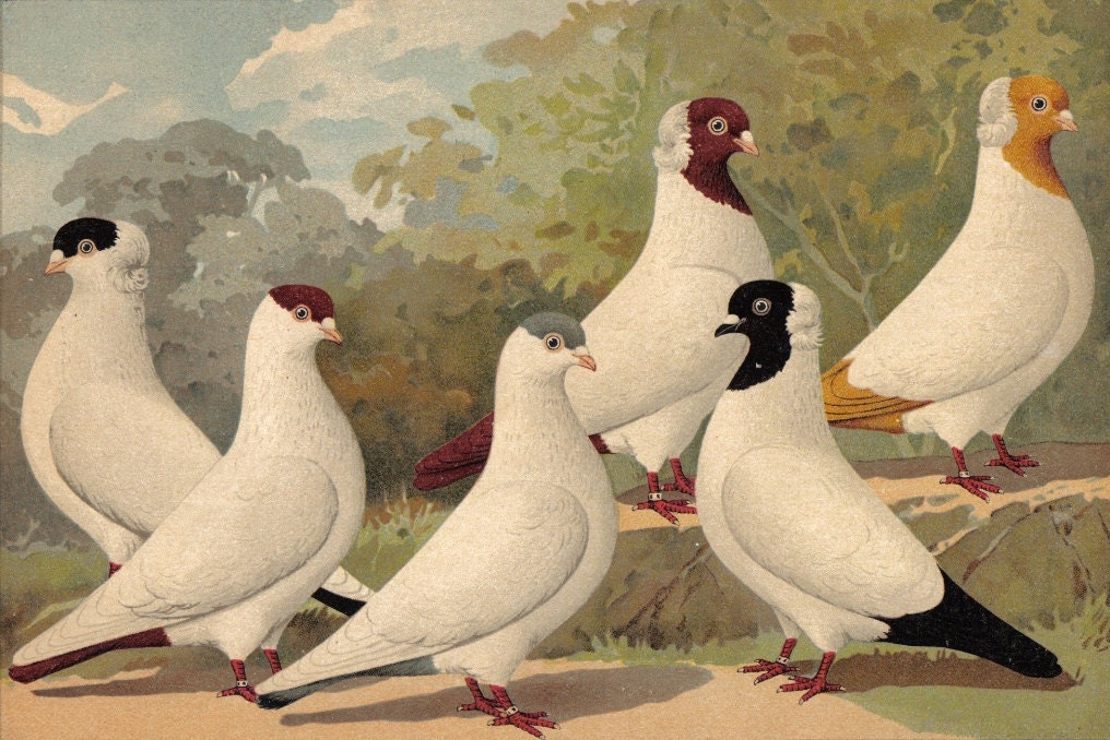 1910 German Nun Tumbler and Krymka Tumbler Pigeons Brilliantly Coloured Antique Chromolithograph