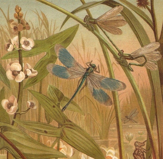 1900 Dragonflies, Damselflies Original Antique Chromolithograph