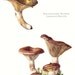 1962 Rufous Milkcap or Red Hot Milk Cap, Lactarius Rufus Vintage Offset Lithograph to Frame