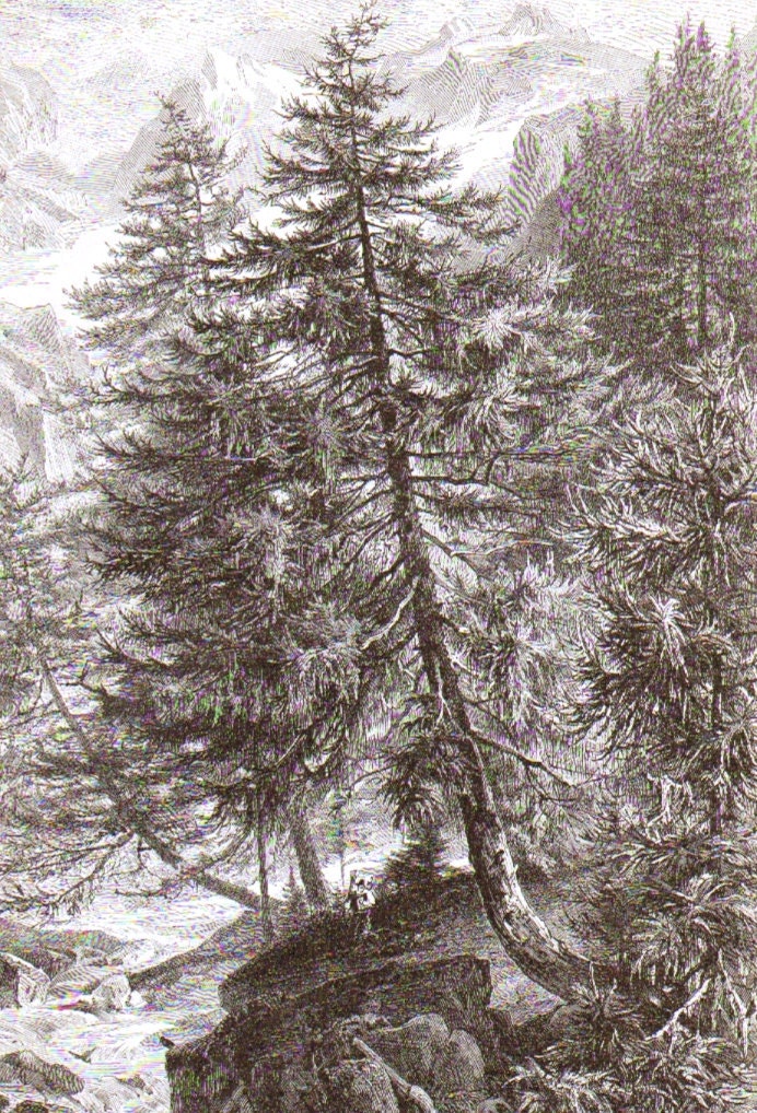 1896 Character Sketch of the Larch Tree Original Antique Engraving to Frame
